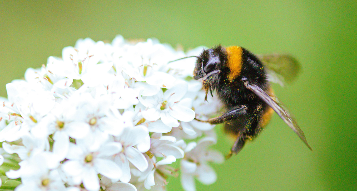 Mehr Leben vor der Tür – Warum Biodiversität so wichtig ist!