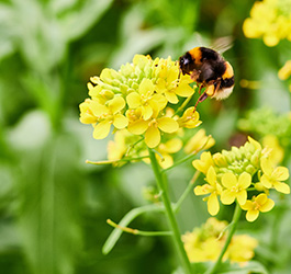 Bunte Blüten für mehr Gebrumme: Blumensaatkugeln