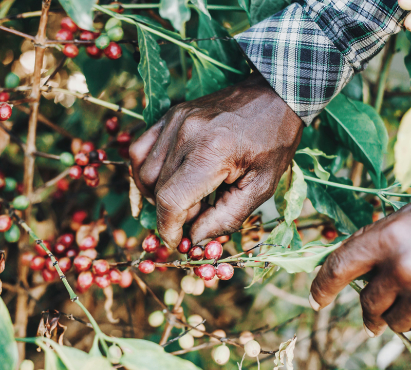 Fairtrade Kaffee: Was kommt bei den Bäuer:innen an?
