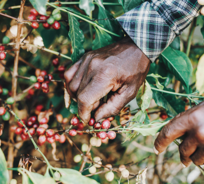 Fairtrade Kaffee: Was kommt bei den Bäuer:innen an?